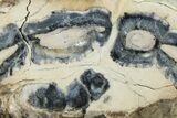 Mammoth Molar Slice With Case - South Carolina #335357-2